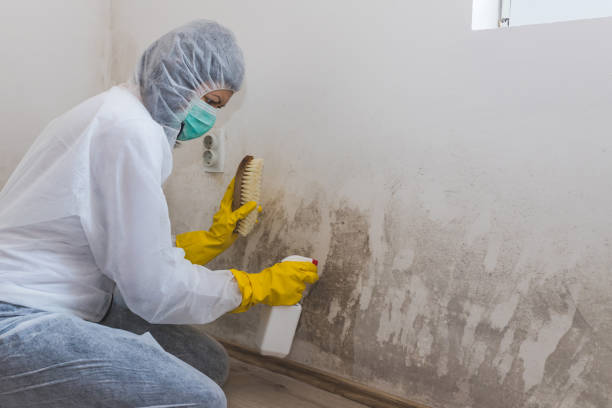 Best Bathroom Mold Remediation in North York, PA