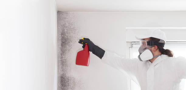 Best Basement Mold Remediation in North York, PA