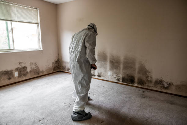 Best Post-Flood Mold Remediation in North York, PA